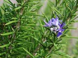 Close-up of fresh rosemary (Rosmarinus Officinalis) herb with green needle-like leaves and small purple-blue flowers.